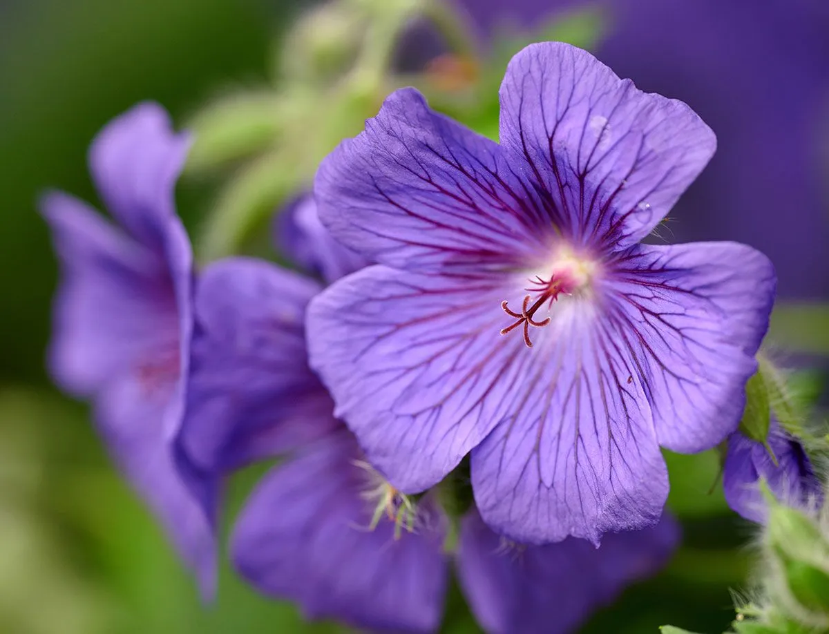 De veelzijdigheid van de geranium Rozanne: een plant voor alle tuiniers