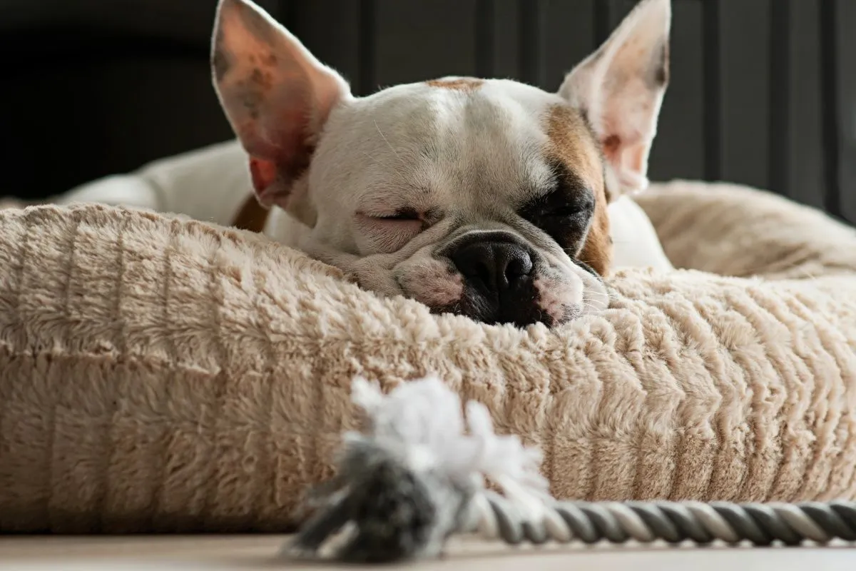 Waarom honden een rondje draaien voordat ze gaan liggen