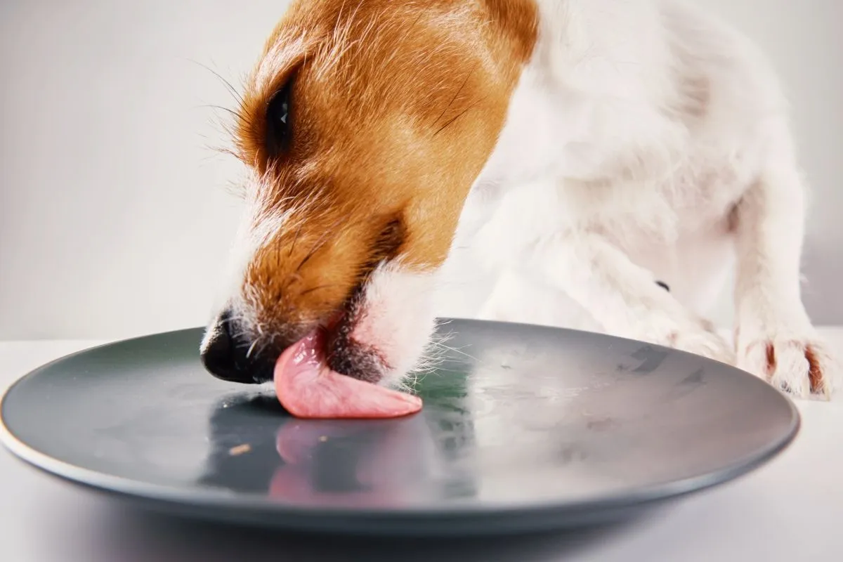 Het delen van borden met honden: een verborgen gezondheidsrisico