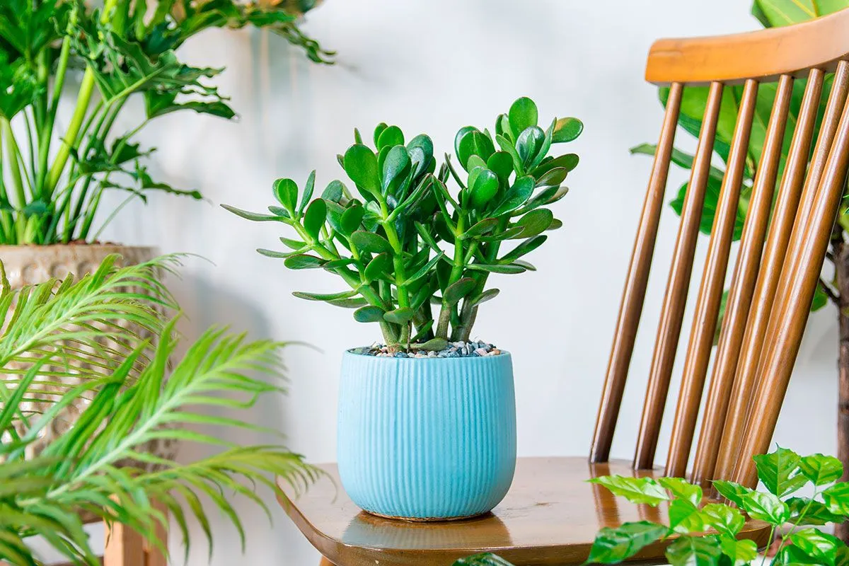 De veelzijdige jadeplant: een symbool van rijkdom en geluk