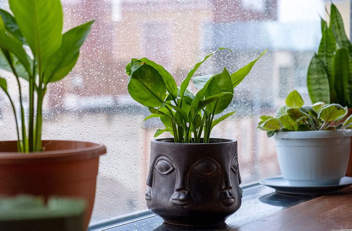 Bescherming van kamerplanten tegen winterkou