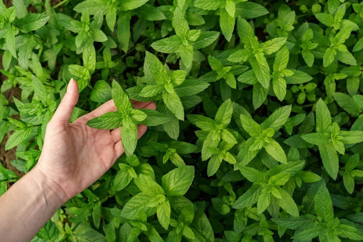 Mint: de natuurlijke vijand van muggen