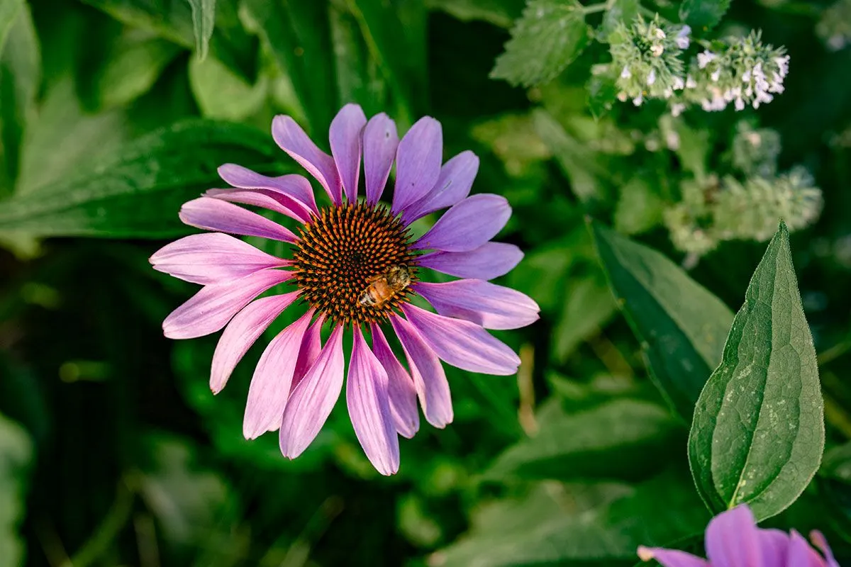 Rode zonnehoed: een veelzijdige plant met talloze voordelen