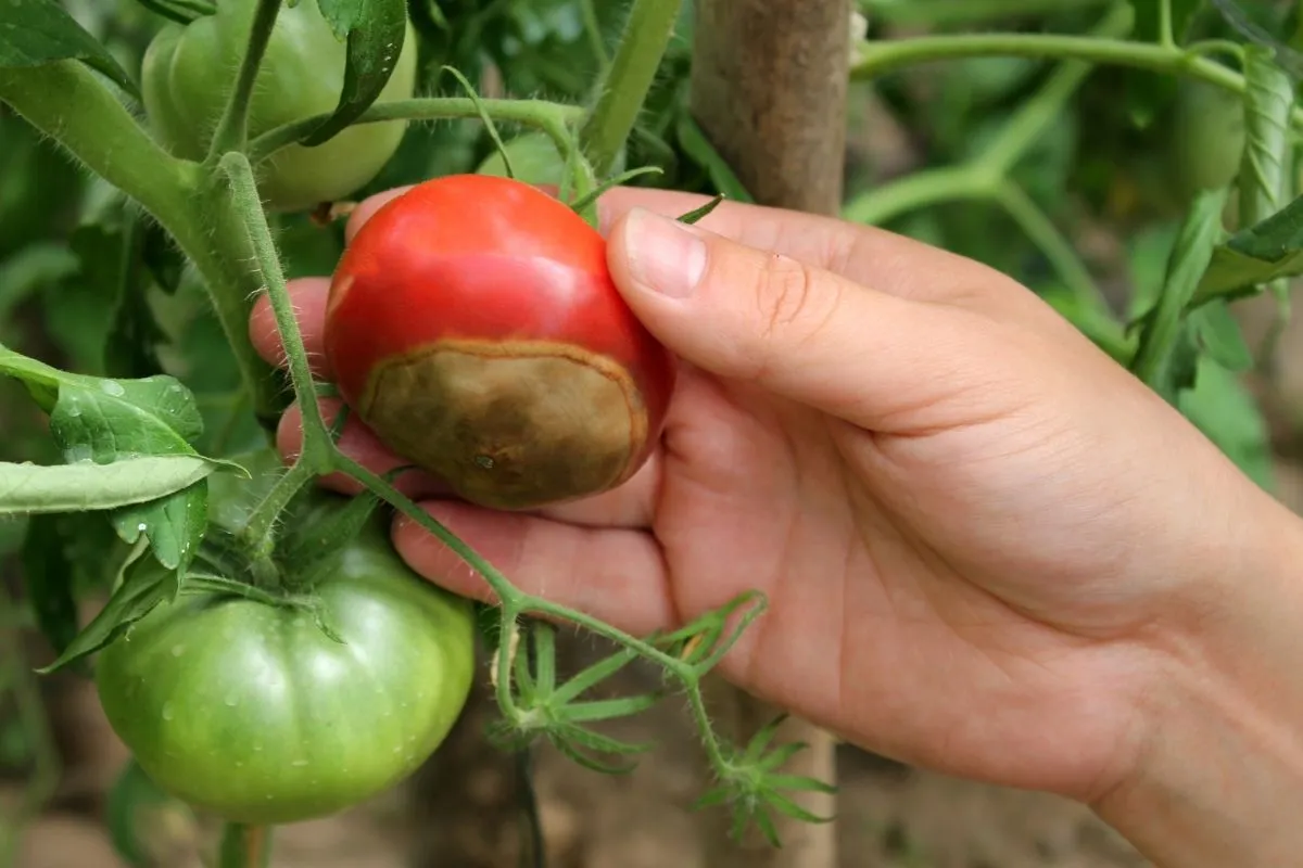 Het geheim van gezonde tomaten: de juiste plantenpartners